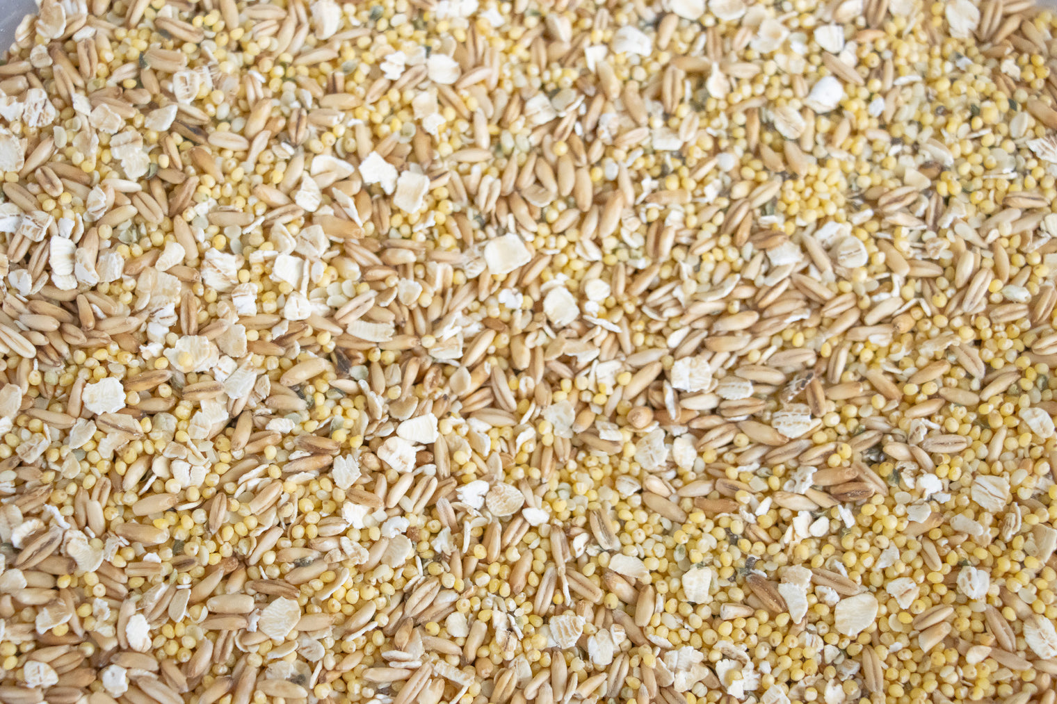Crafting a Nutrient-Rich Homemade Seed Mix for Parrots