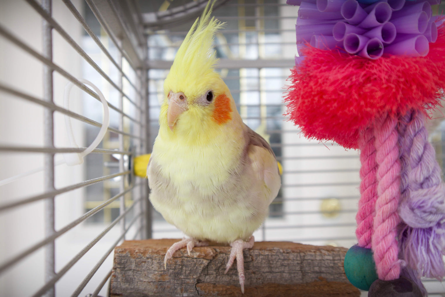 Should You Let Your Parrot Sit on Your Shoulder? A Thoughtful Perspective