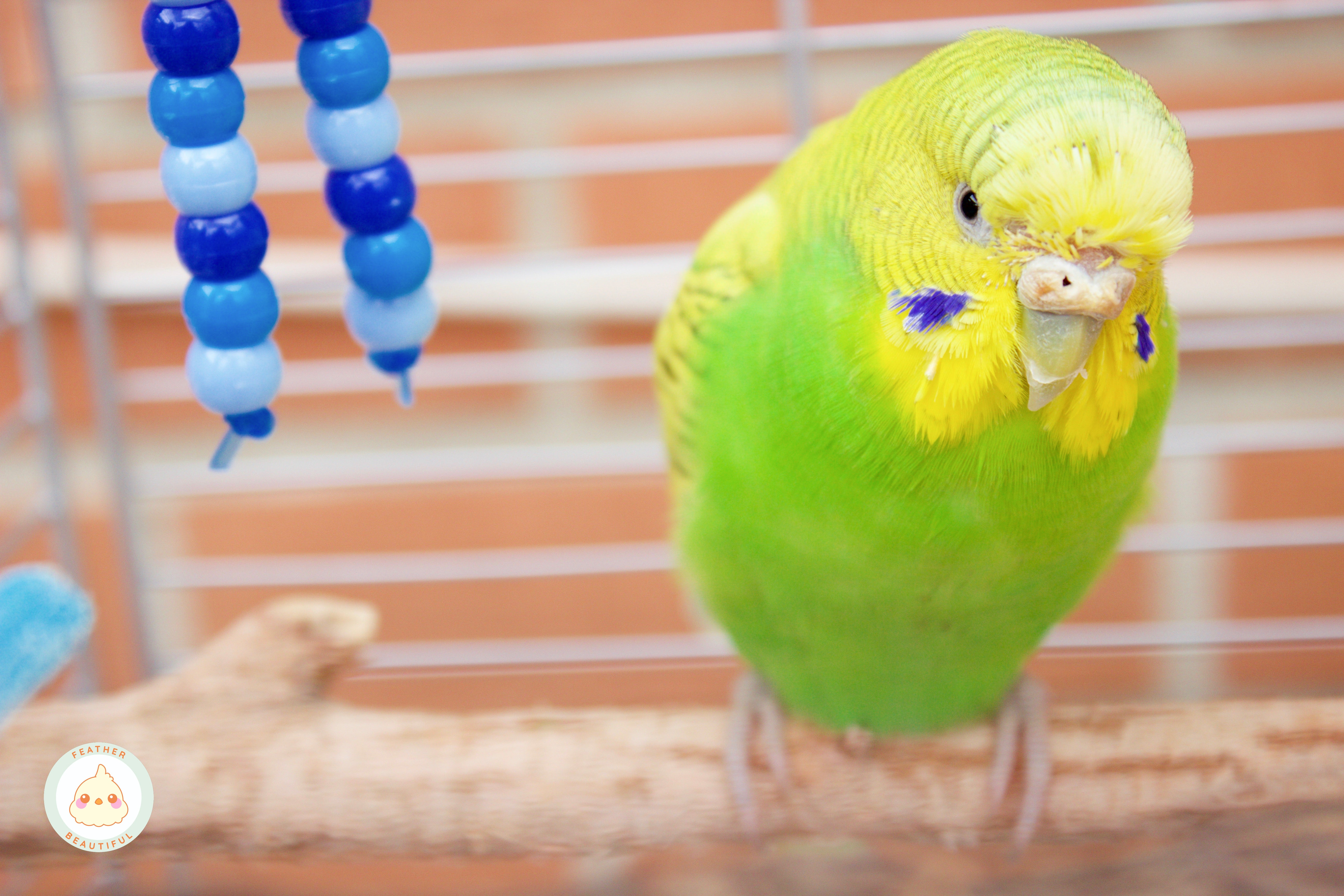 Egg Binding in Birds - An Emergency Condition