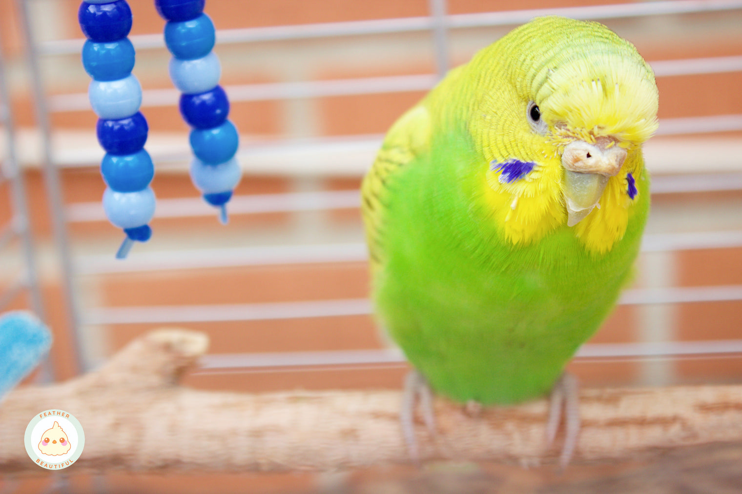 Egg Binding in Birds - An Emergency Condition