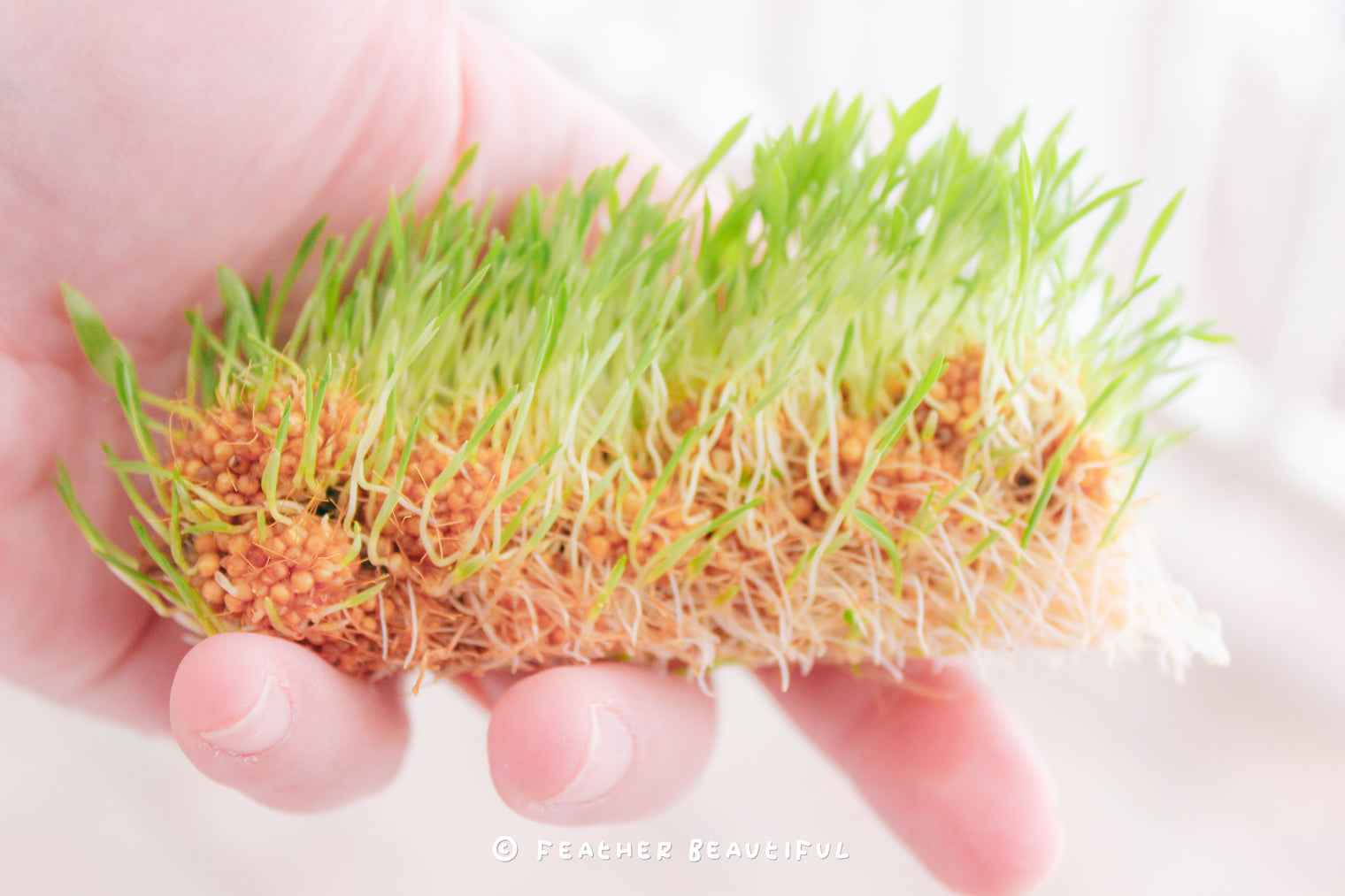 Step-by-step on HOW TO SPROUT MILLET