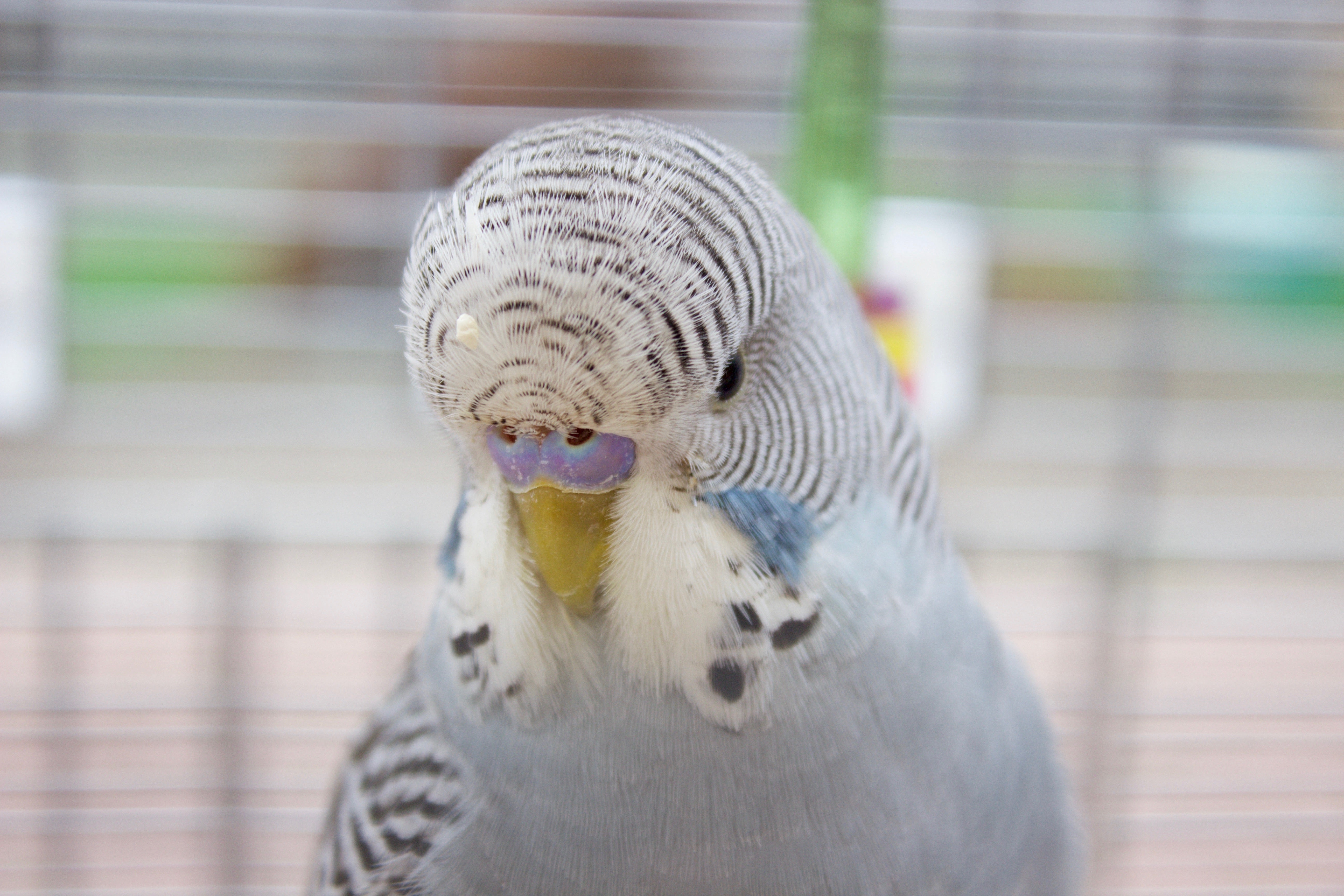 Diet and Nutrition for Parrot - The Basics