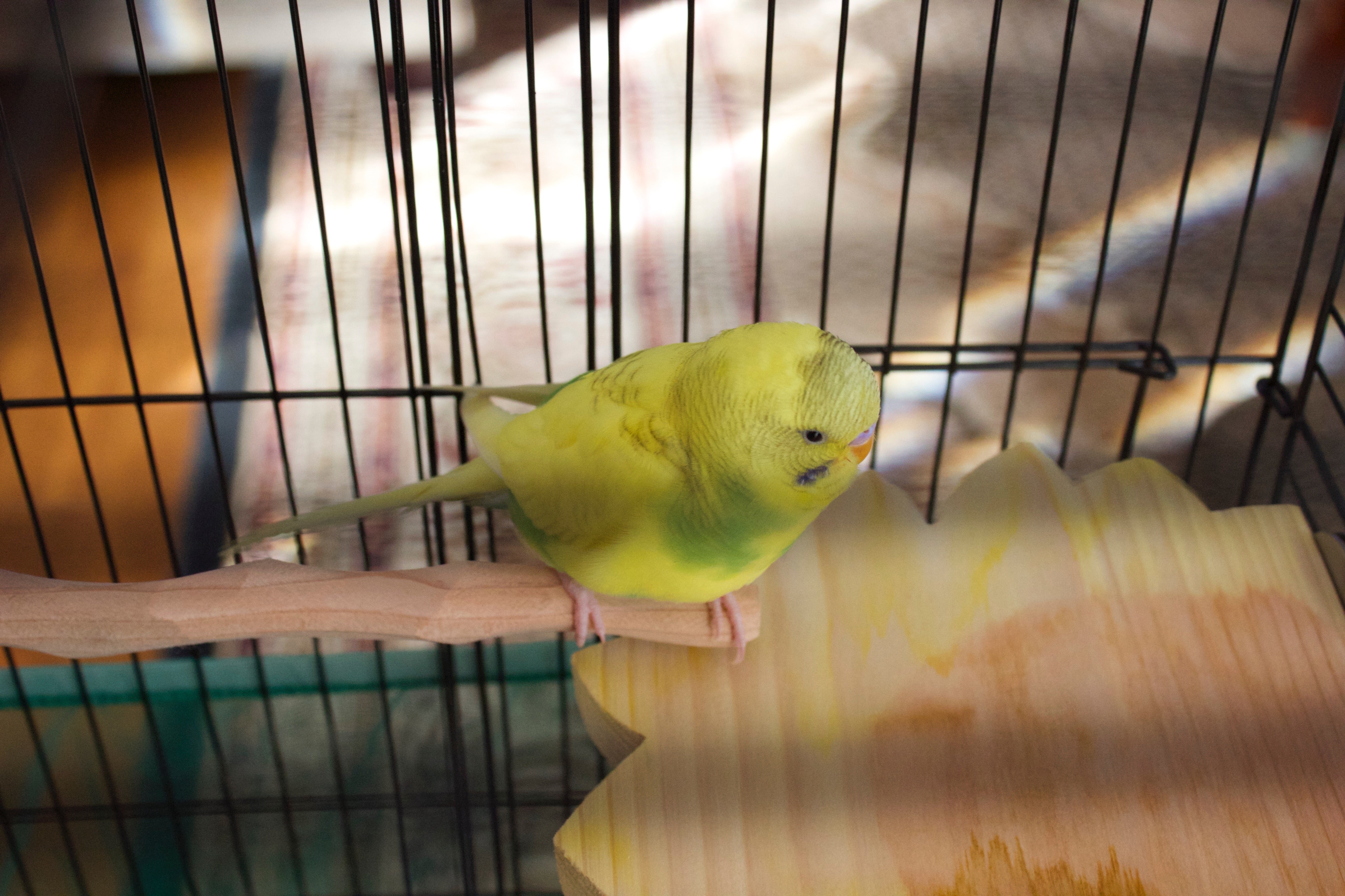 Few Tips When Bringing Your New Bird Home