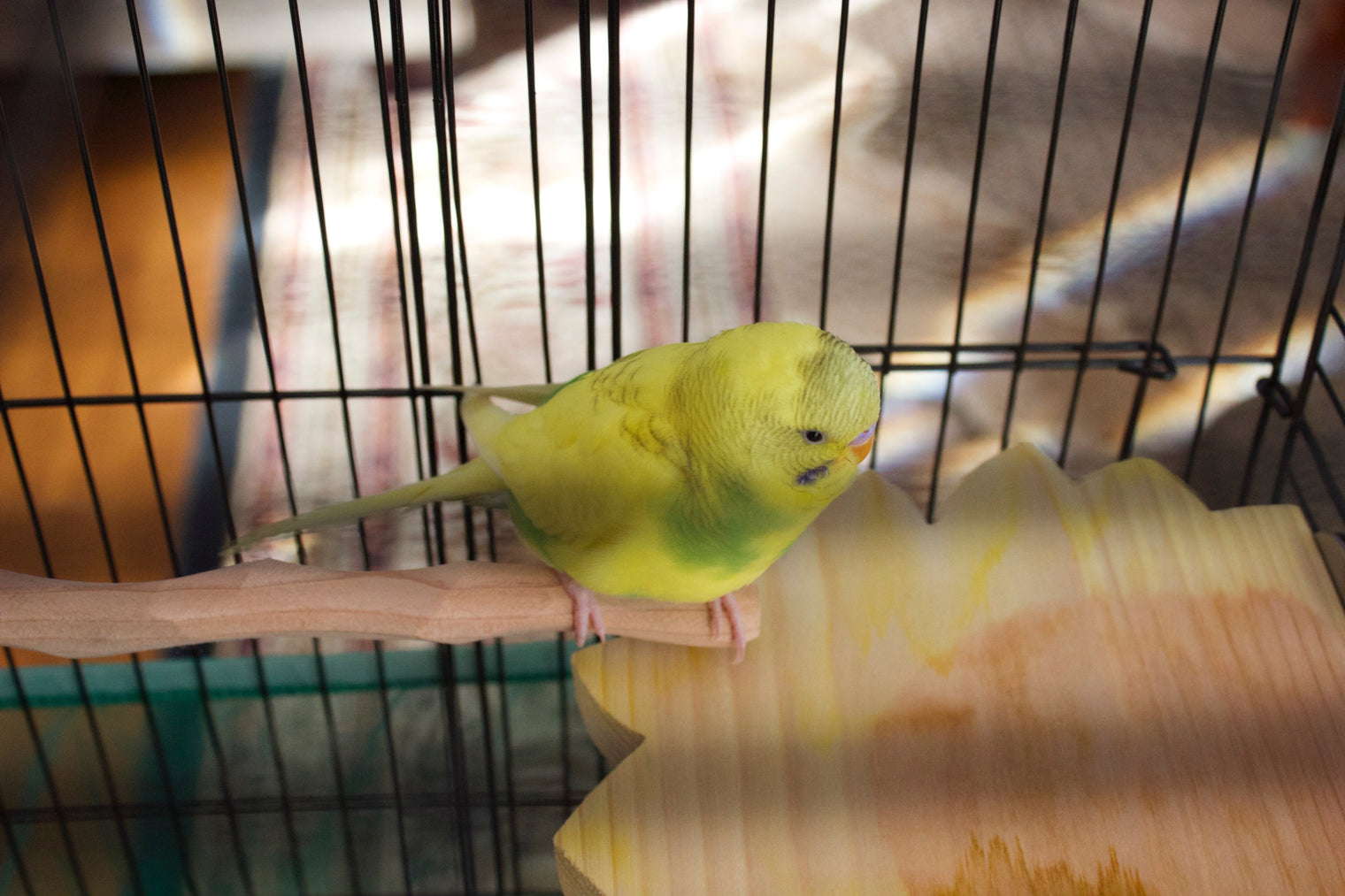 Few Tips When Bringing Your New Bird Home