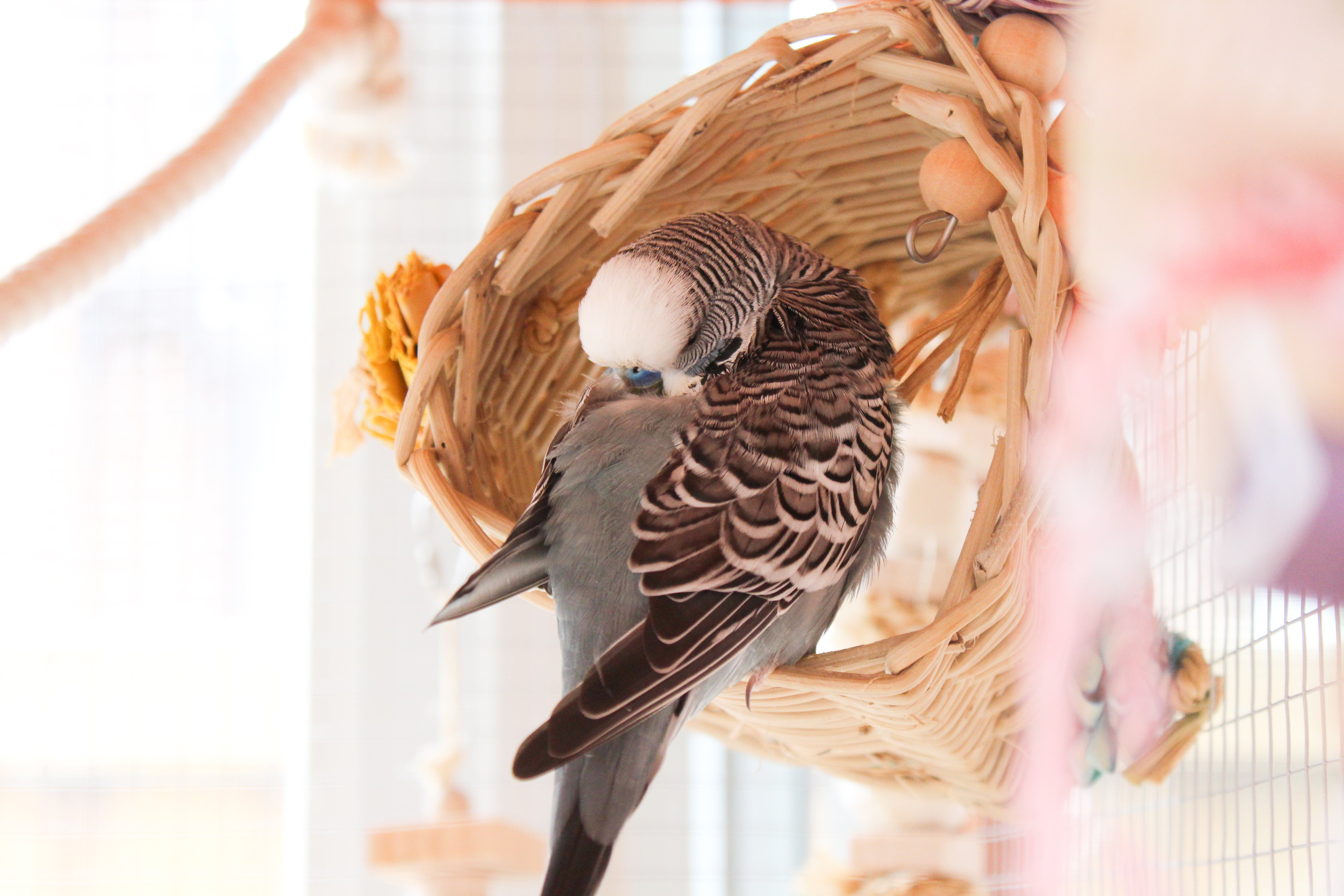 Milk Thistle for Birds