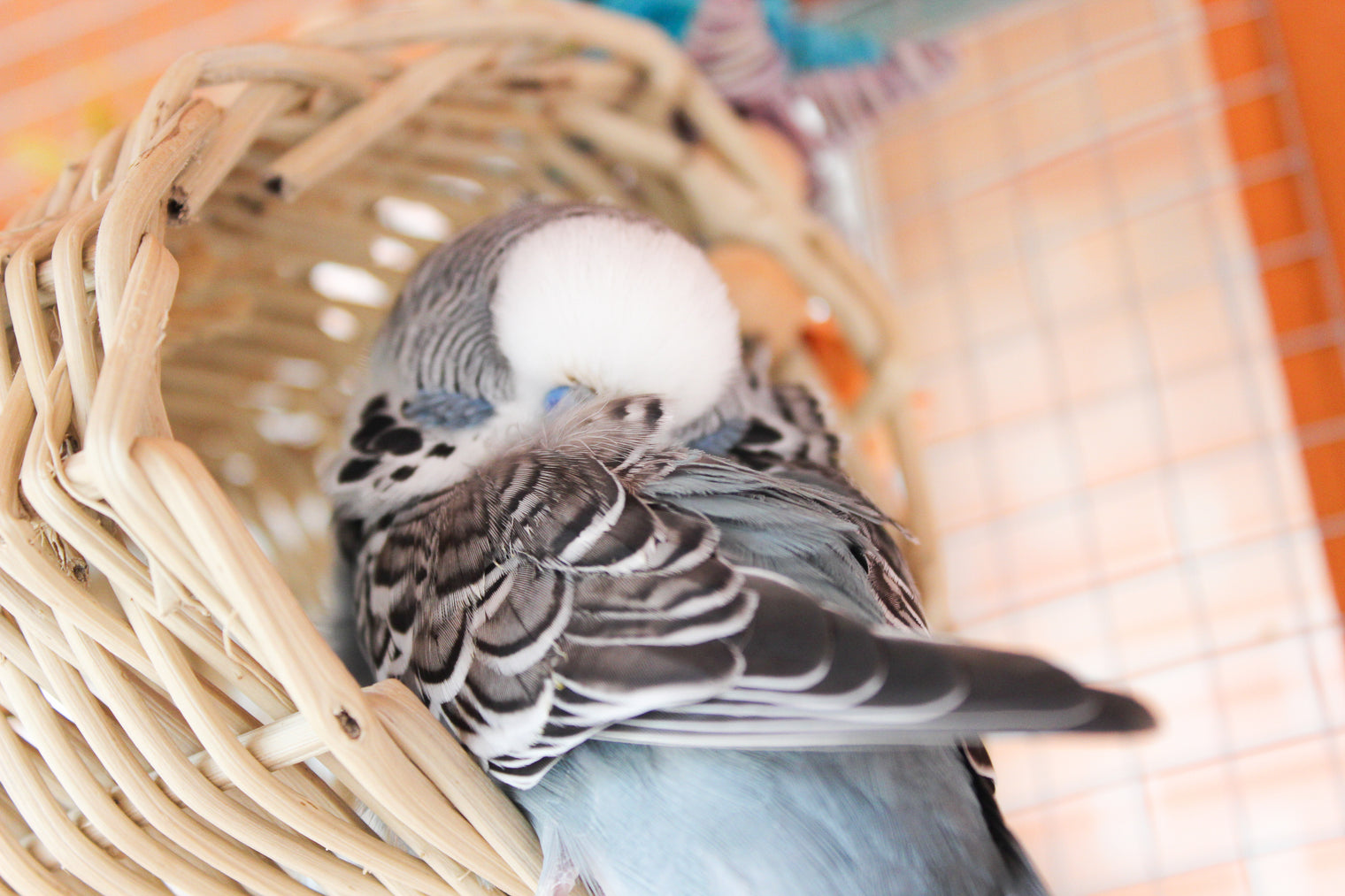 Why Avian Veterinarians are so Important