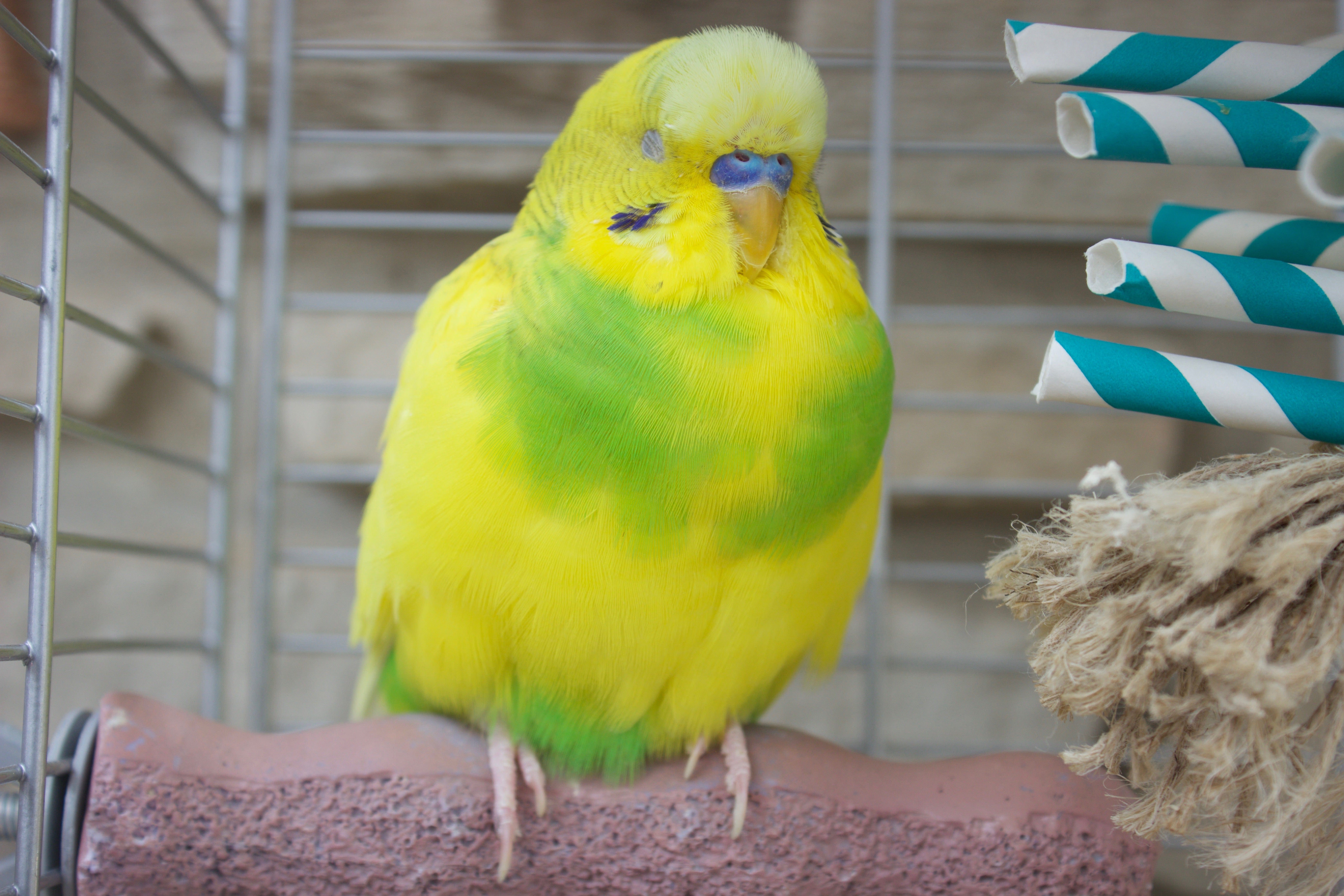 Importance of Toys for Parrots