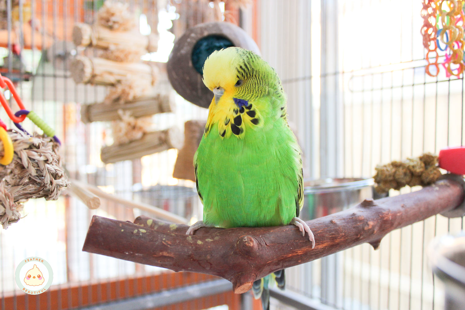 Avian Gastric Yeast in Birds