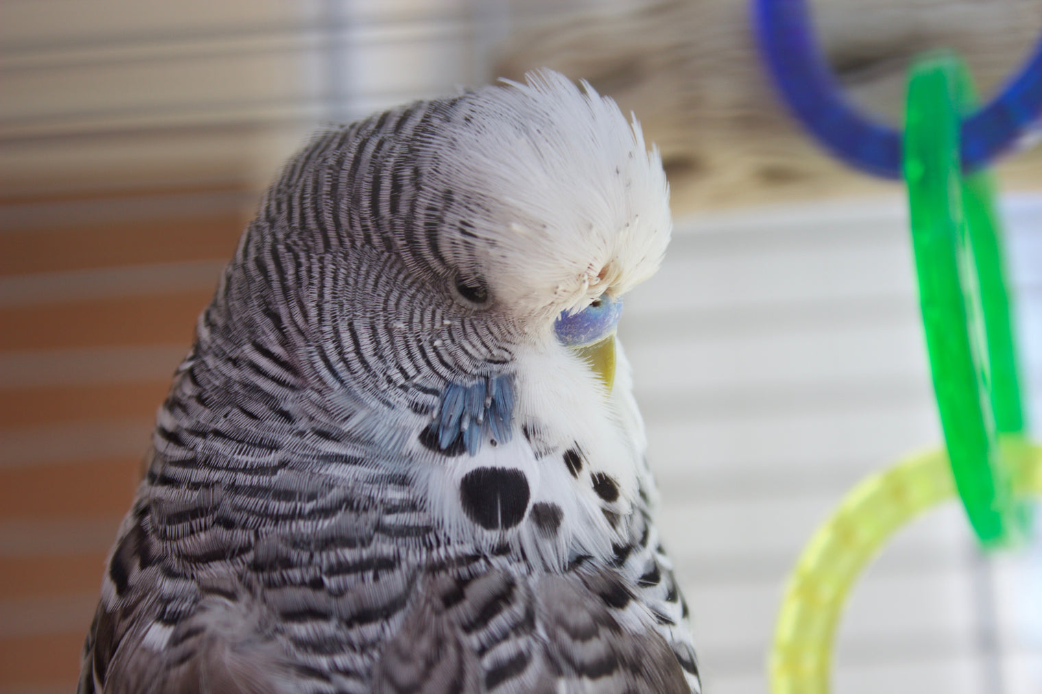 Feed The ‘Rainbow Diet’ For Optimal Health!