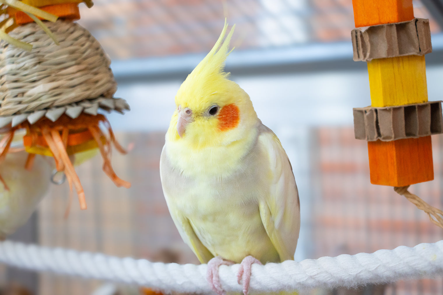 Is Your Parrot Ready for Fall? Seasonal Care Tips for Your Birds