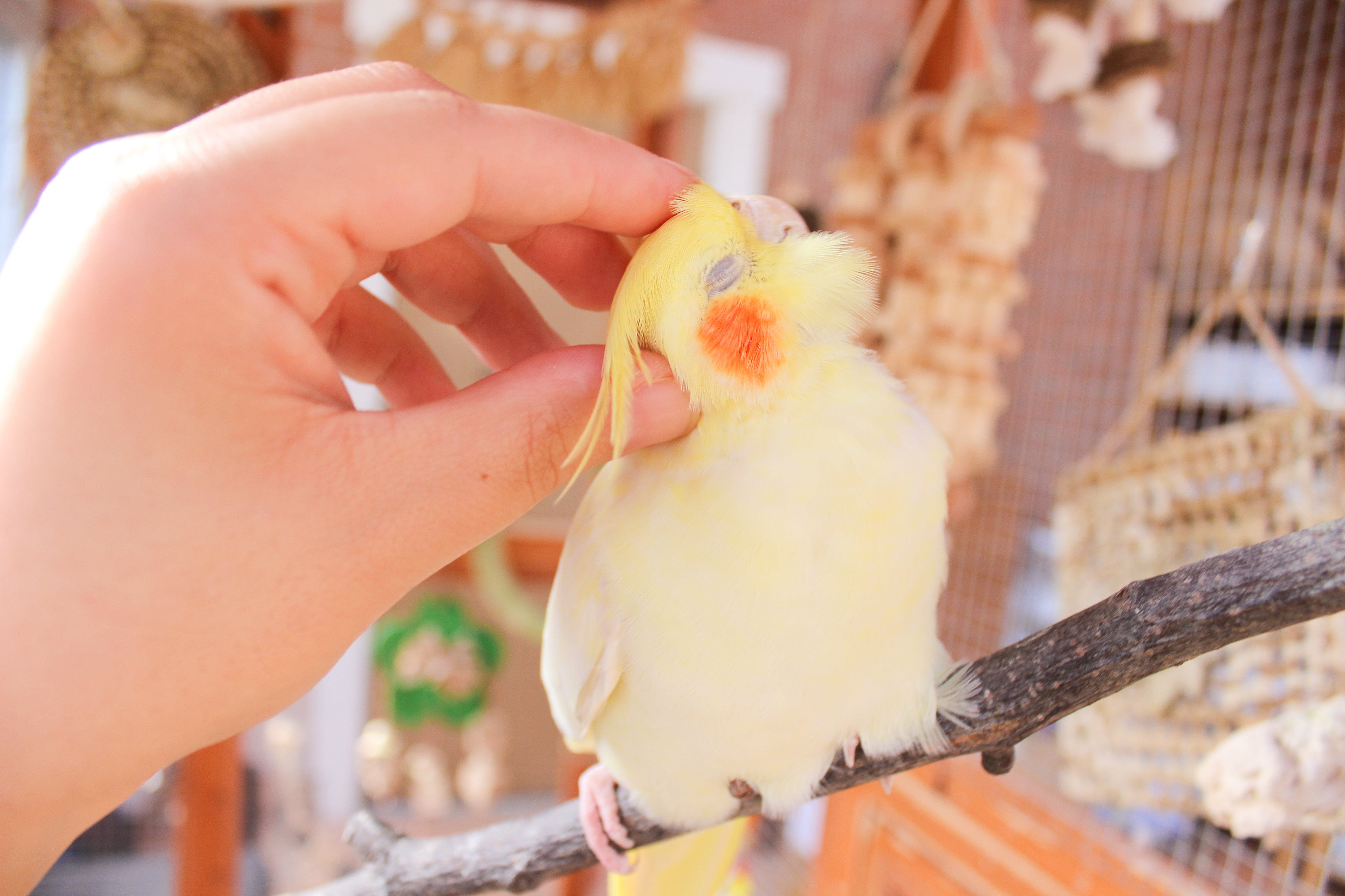 Sign to Look Out for in a Sick Bird