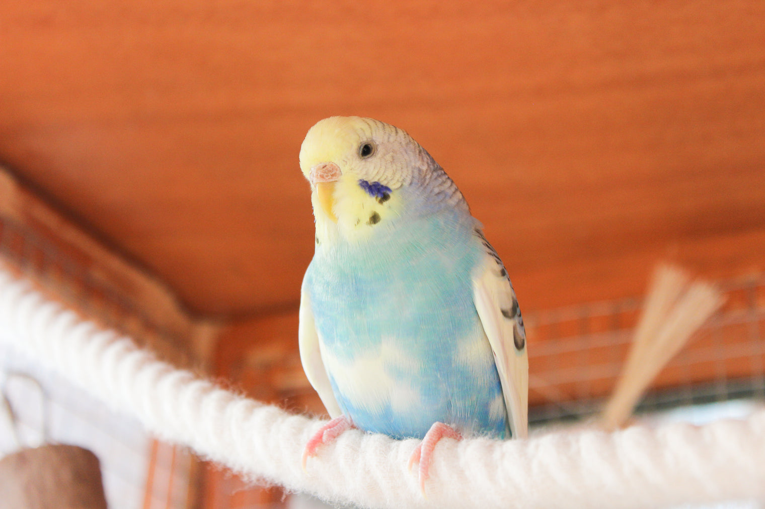 A Series of Cute Photos of my Flock