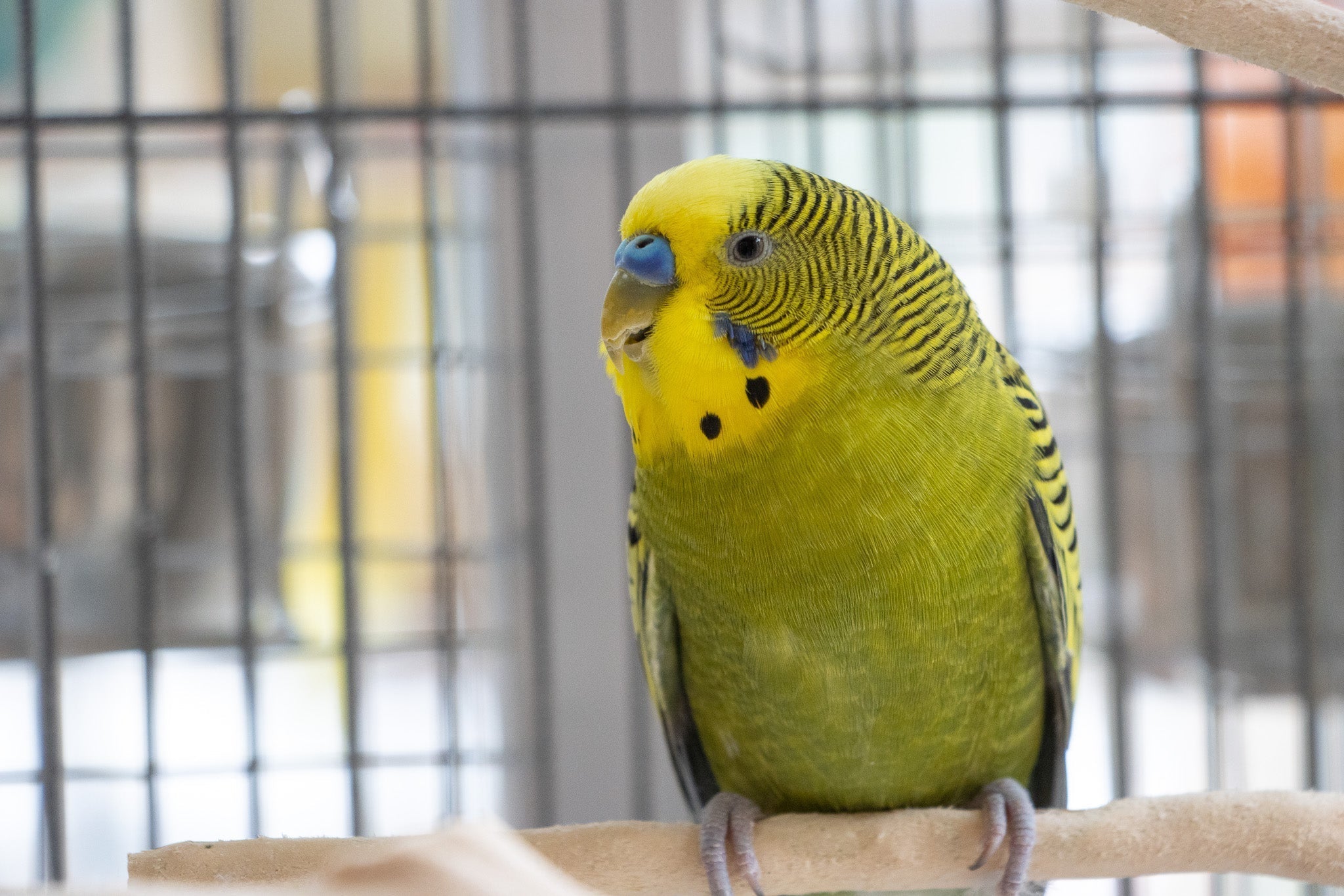 Welcome Home, Little One: A New Budgie Joins the Flock