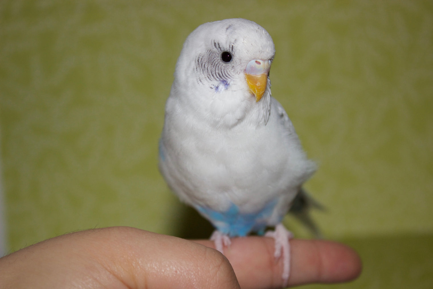 Broken Femur - Snowy and Her Long Journey With Her Bad Leg