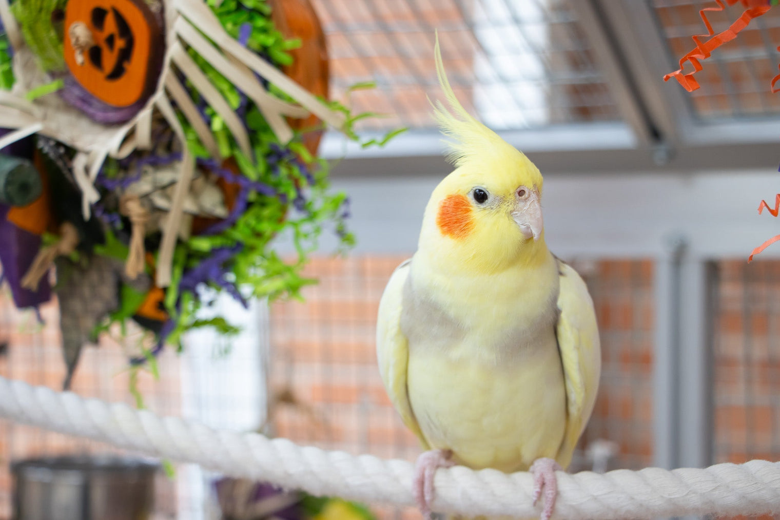 10 Autumn Changes That Can Affect Your Bird