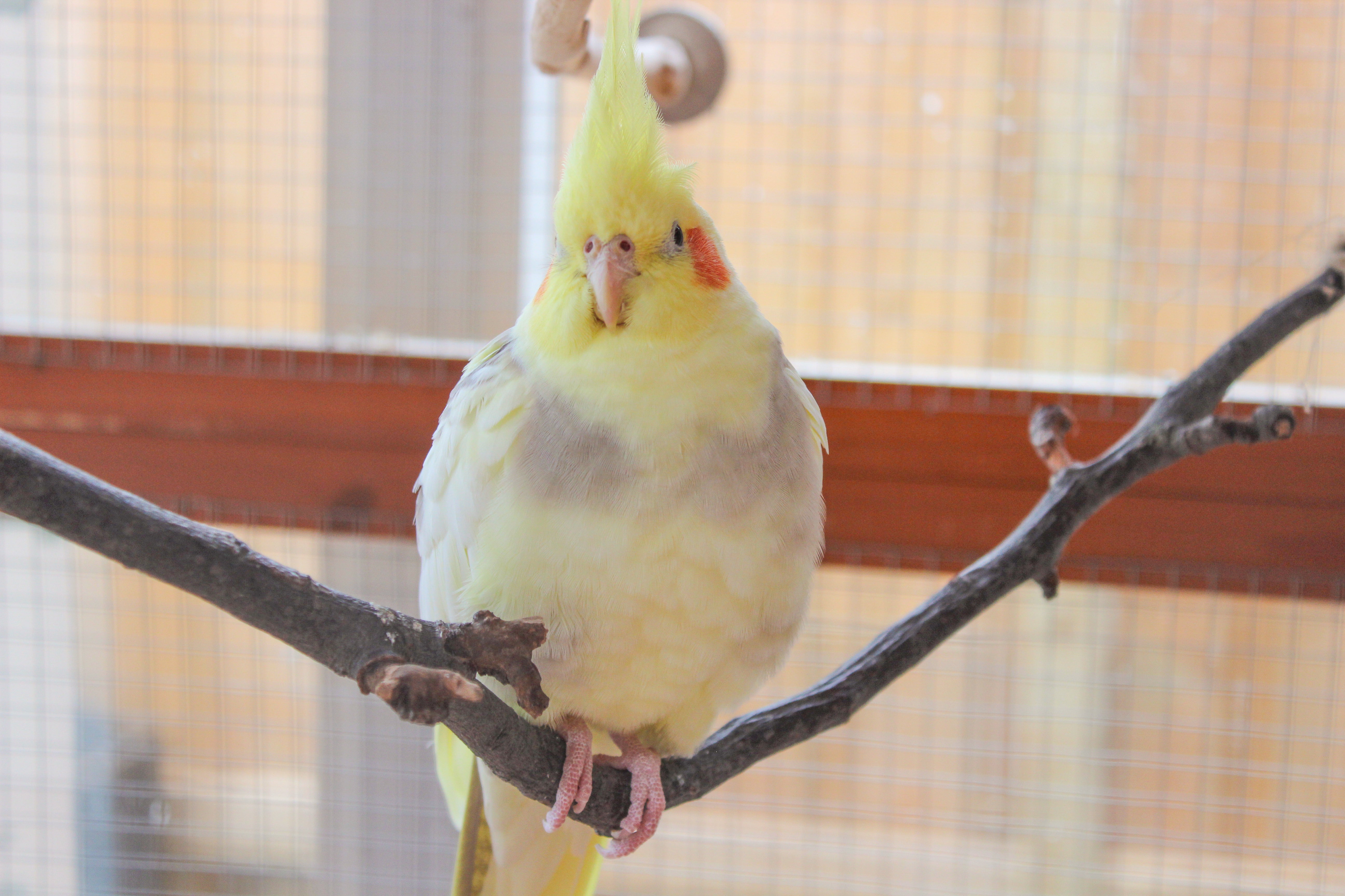 10 Reasons Why You Should Get a Cockatiel