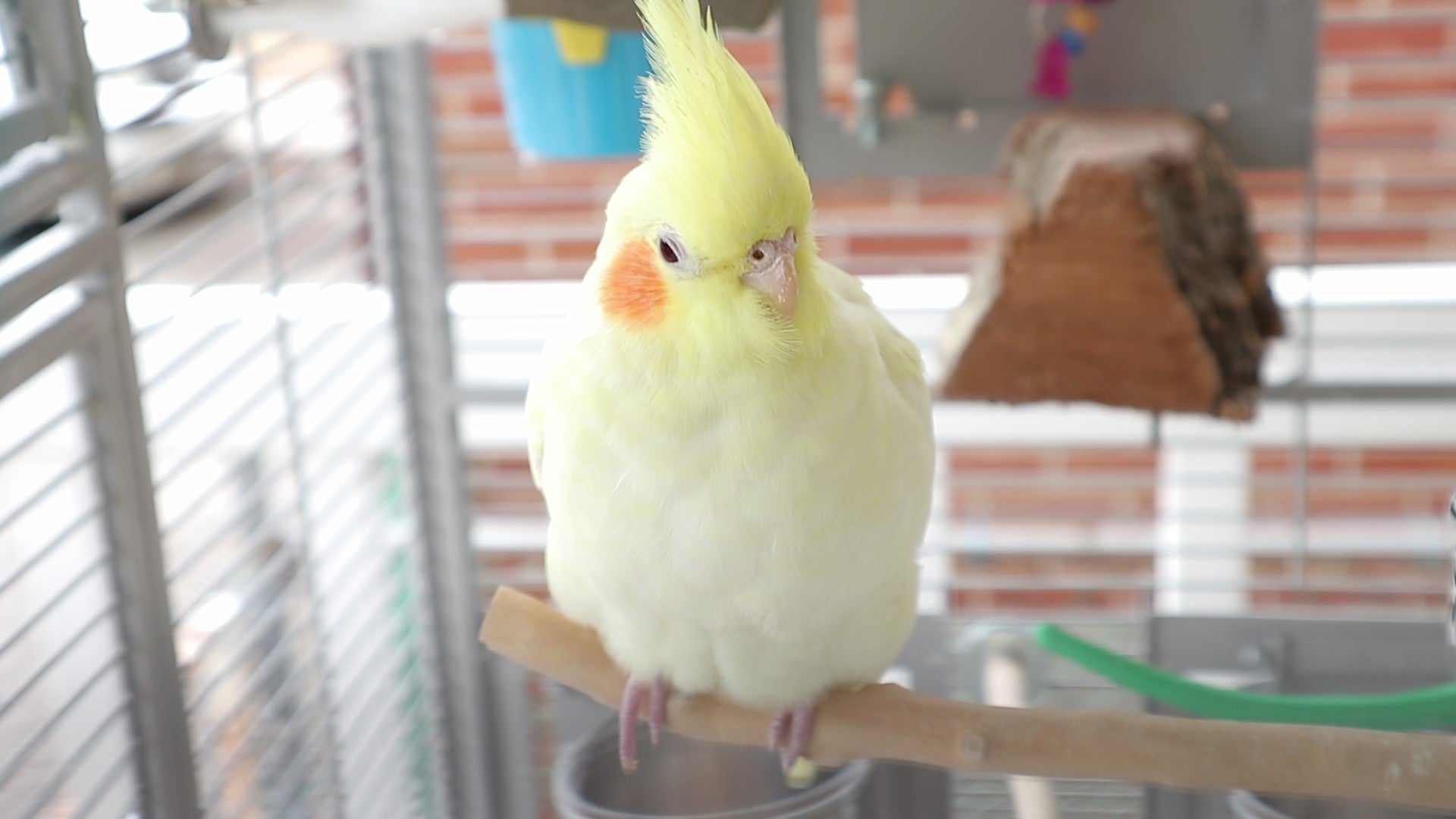 Importance of Perches for Parrots