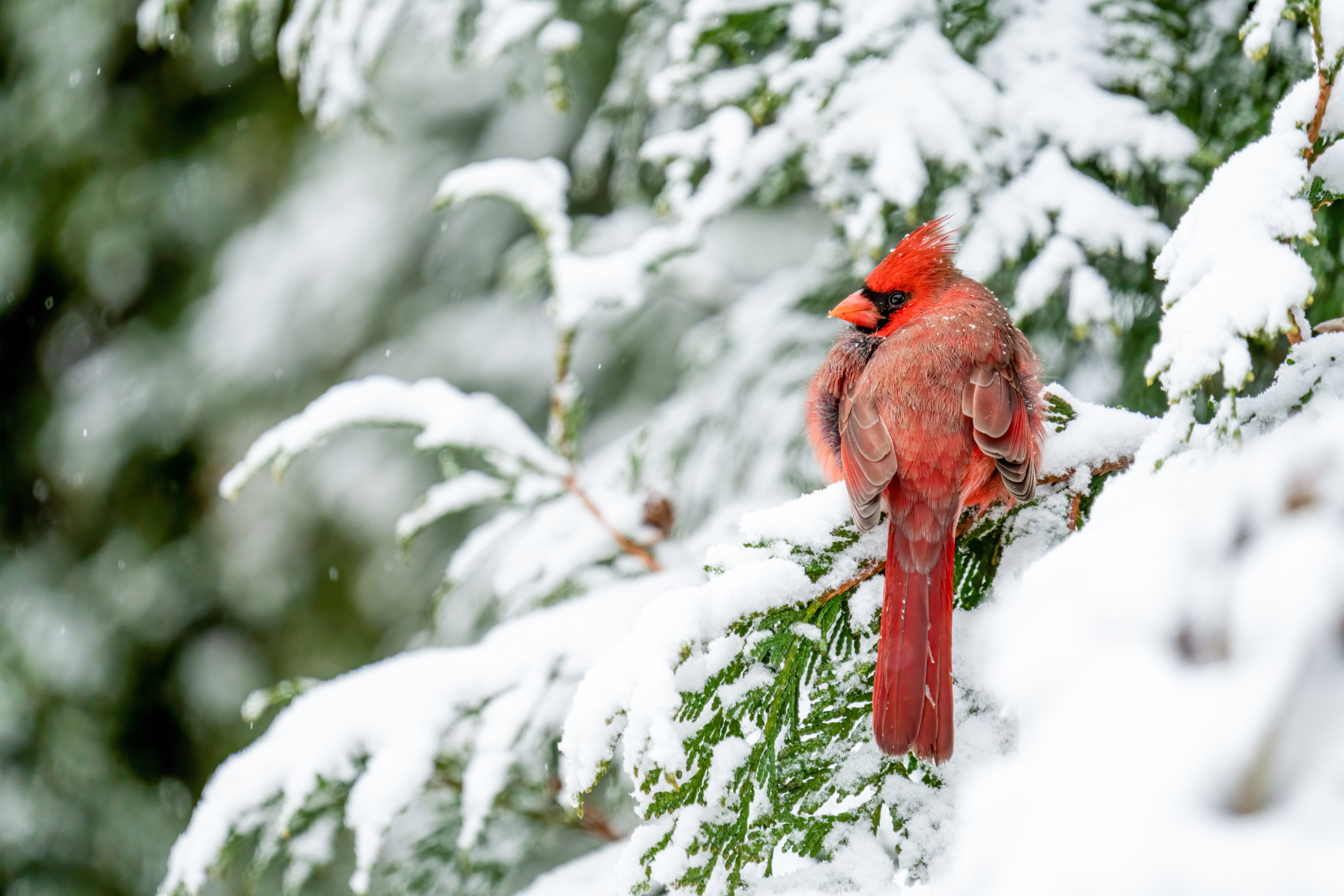 A Festive Feathered Fête: A Holiday To-Do List with Your Parrot