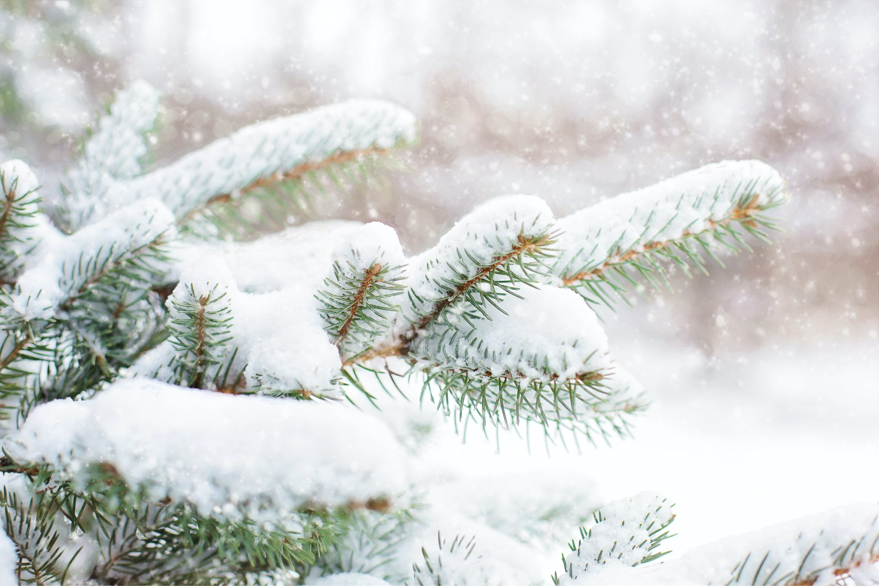 Ensuring Cozy Winters for Our Parrot Companions: A Guide to Winter Care