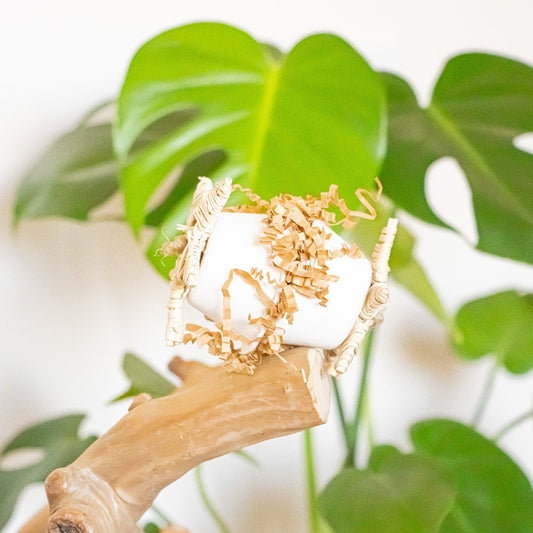 Foraging Fun - Foot Toy