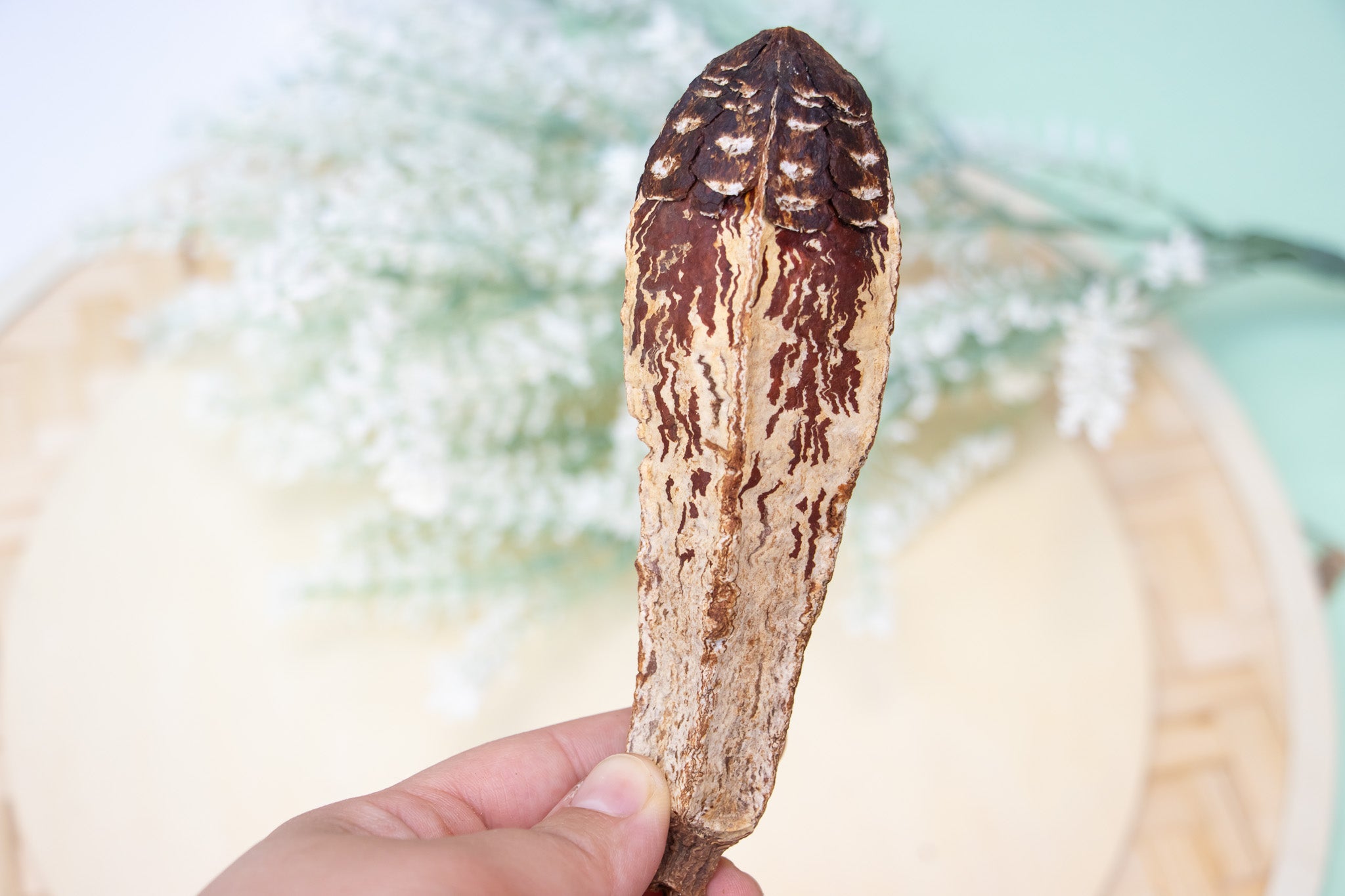 Mahogany Pod - Toy Part