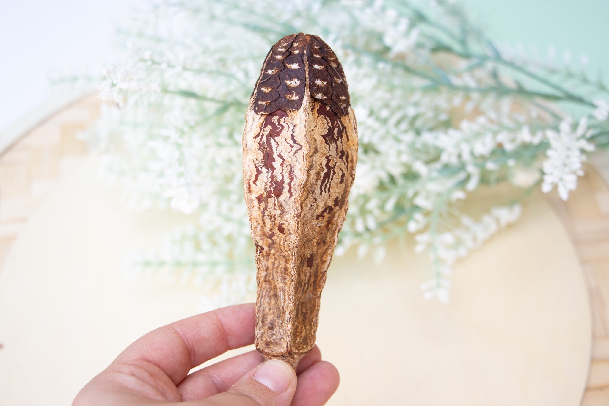 Mahogany Pod - Toy Part