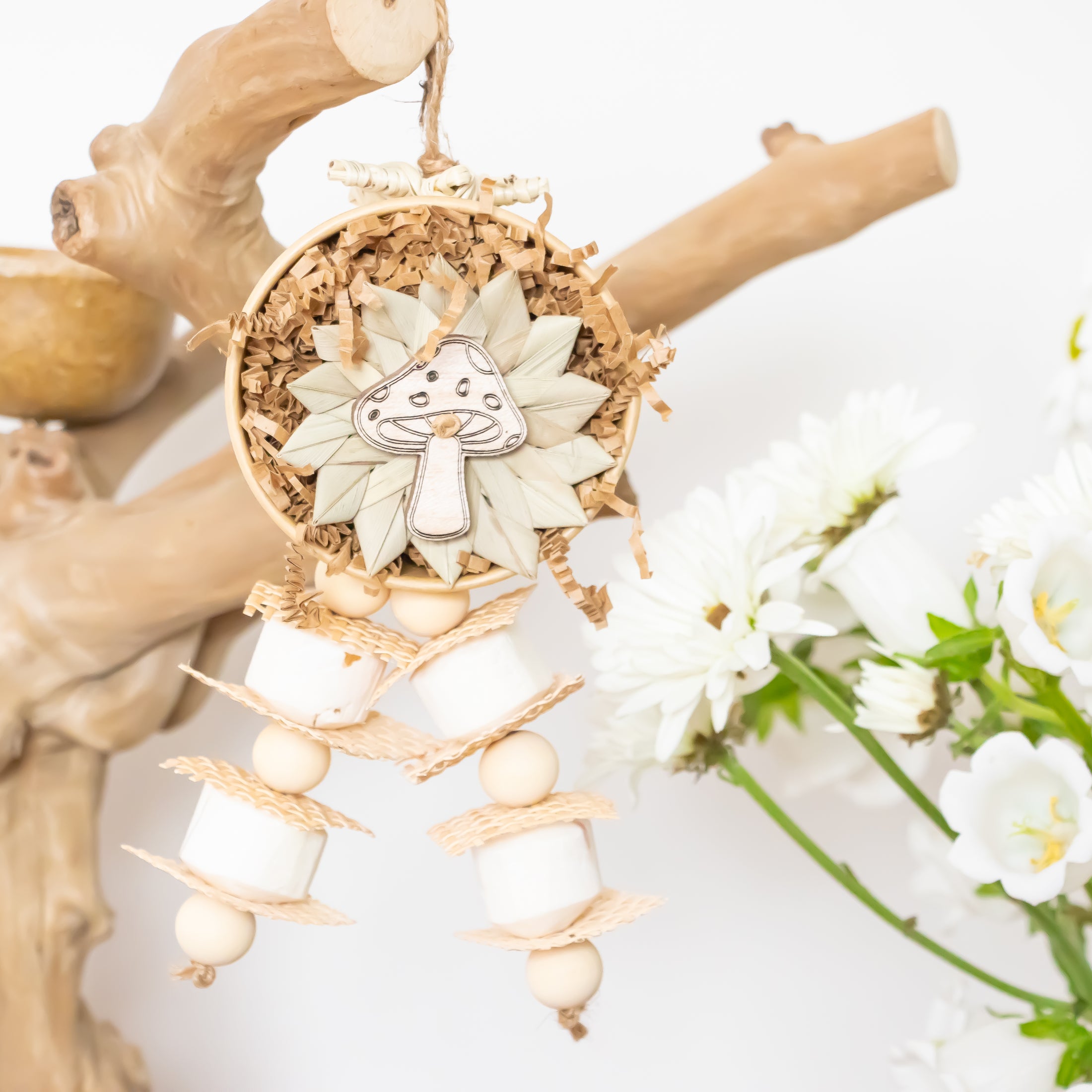 Natures Fungi - Natural Collection