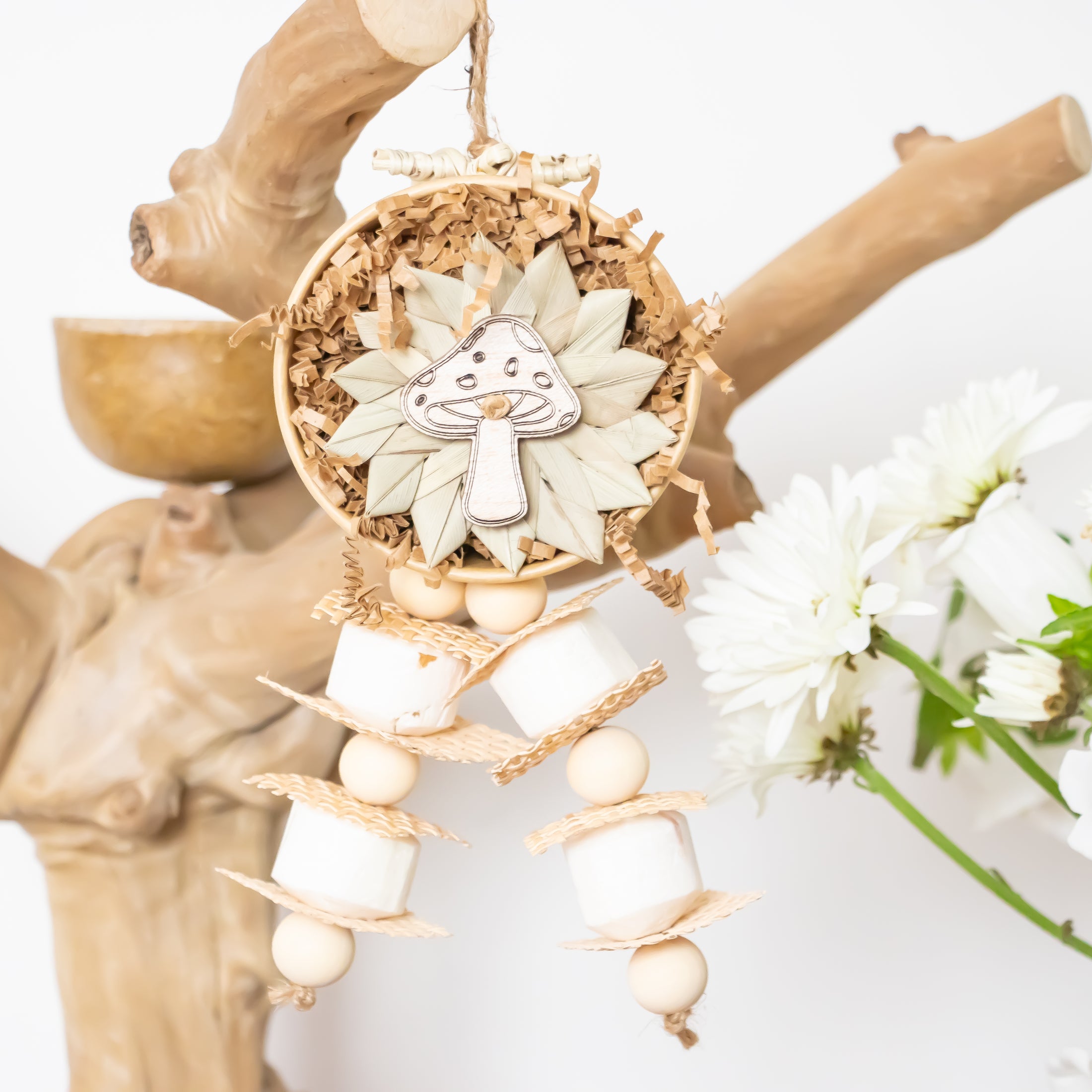 Natures Fungi - Natural Collection