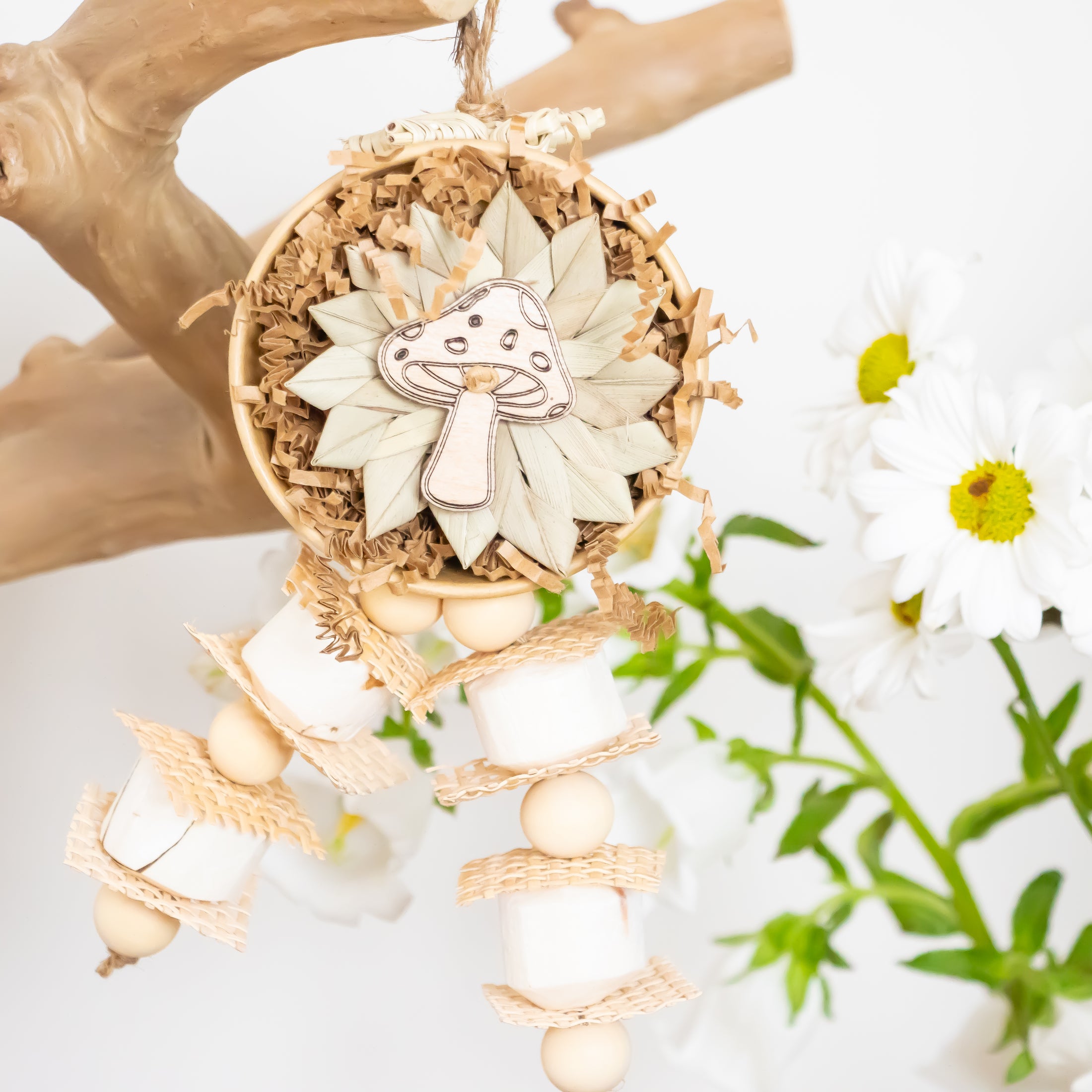 Natures Fungi - Natural Collection