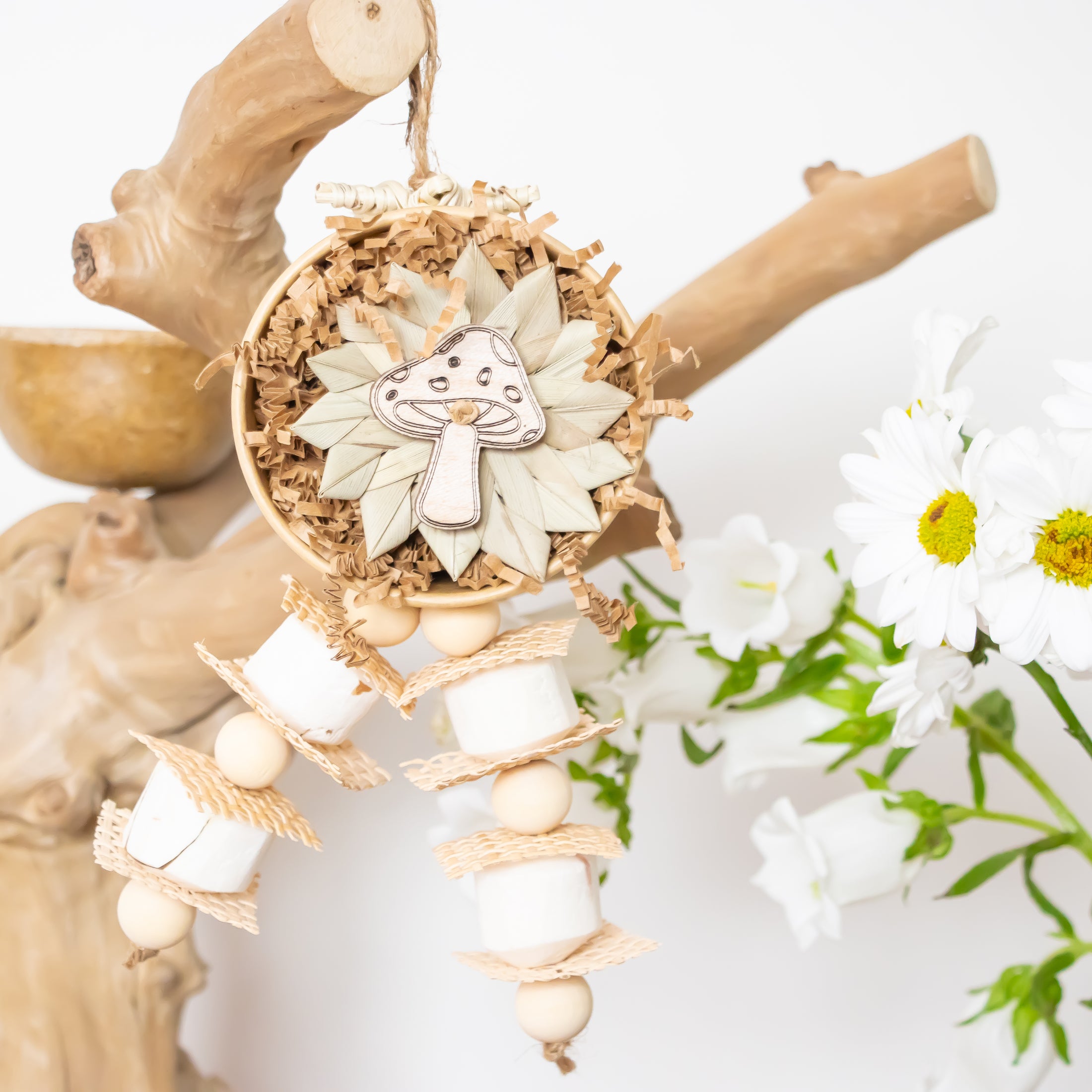 Natures Fungi - Natural Collection