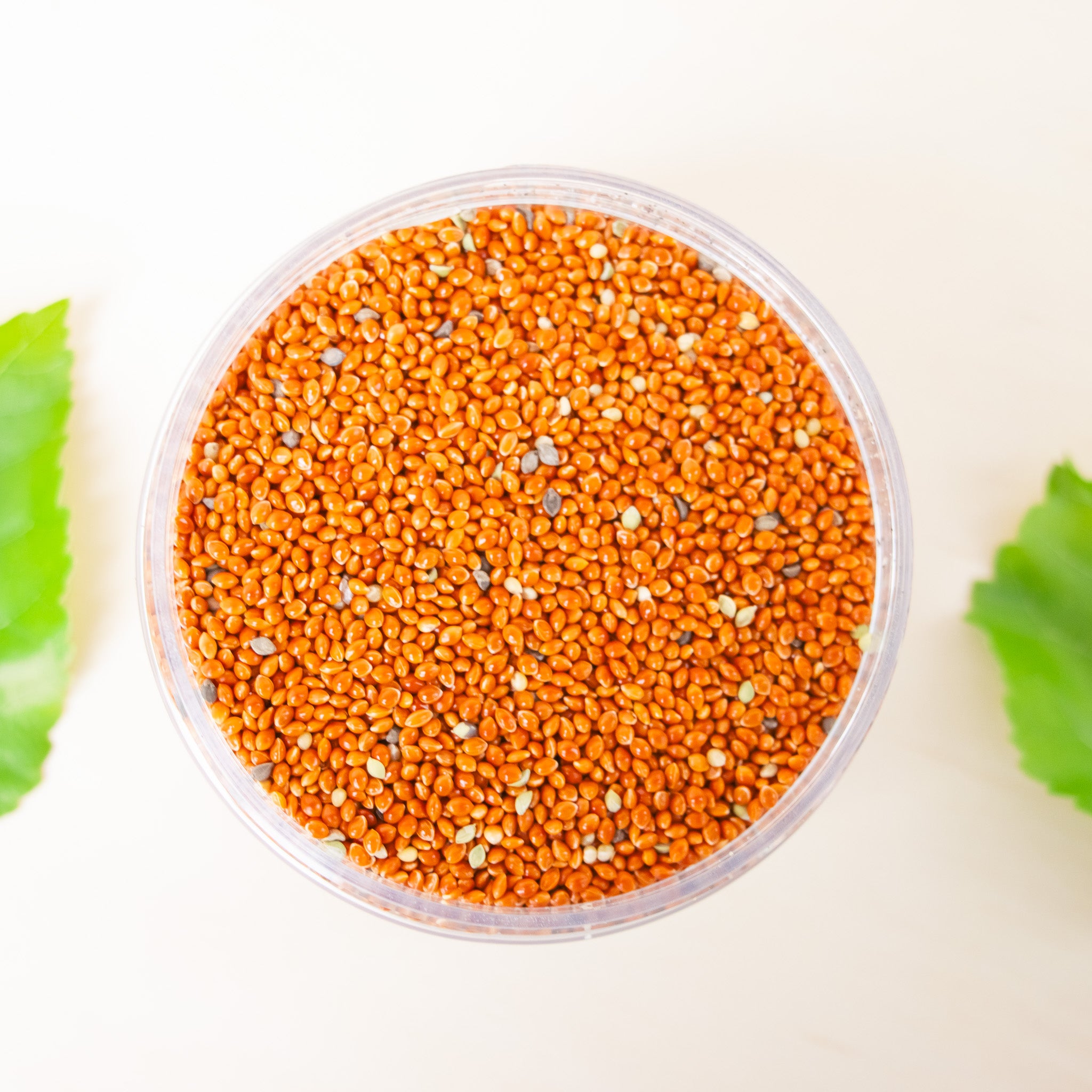 Organic Red Proso Millet Seed  - Treat