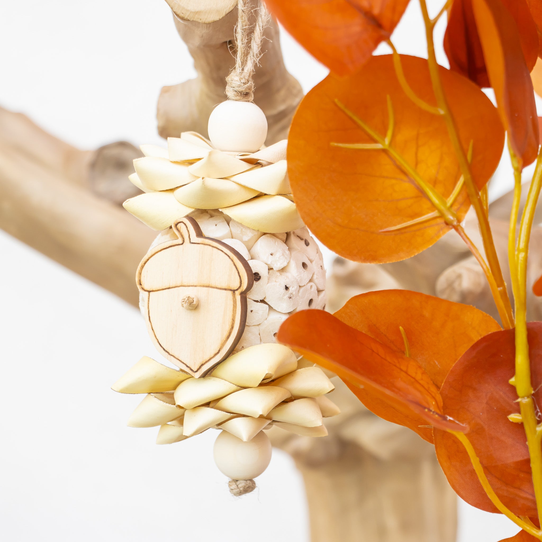 Little Acorn - Autumn Collection